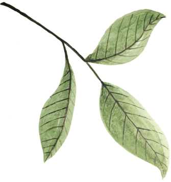 A close-up of a single green leaf, highlighting its texture and natural beauty.